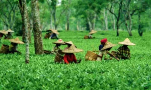 assam backpacker india