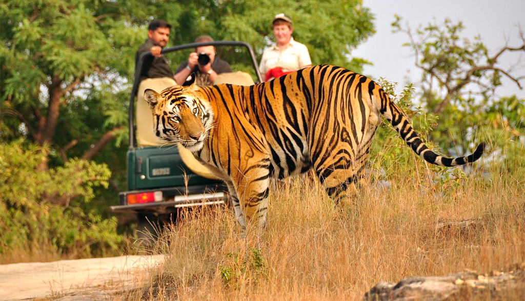 backpacker india
