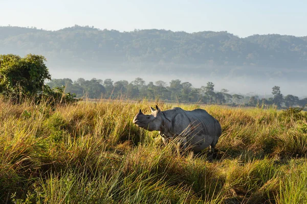 assam