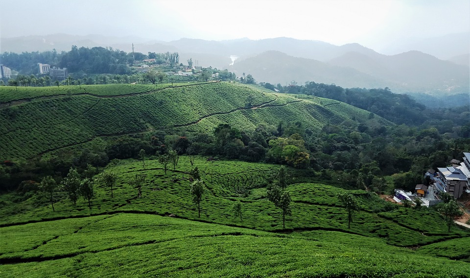 Kerala  ,Munnar